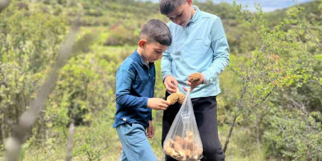 Güneş yüzünü gösterince ormanlarda tek tek çıktı: Kilosu 2.000 TL! 1